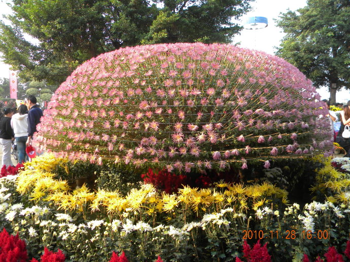 菊花争艳!菊情菊景! 菊花争艳!菊情菊景!