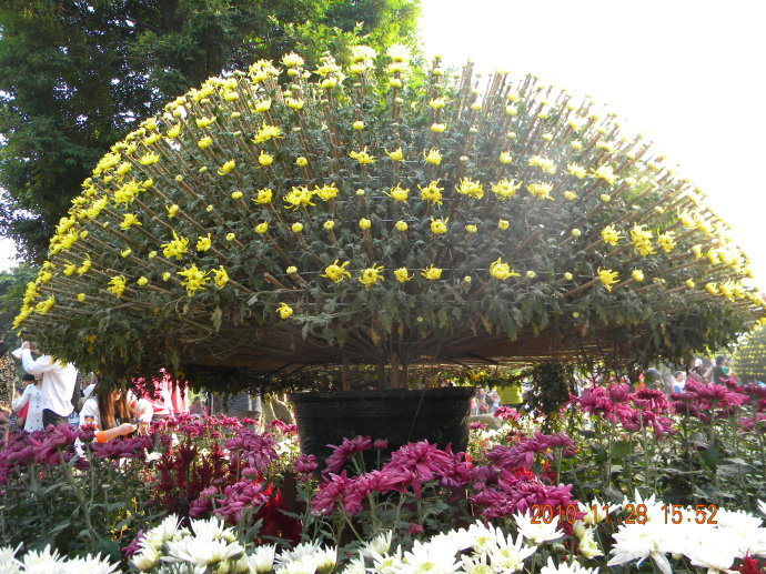 菊花争艳!菊情菊景! 菊花争艳!菊情菊景!
