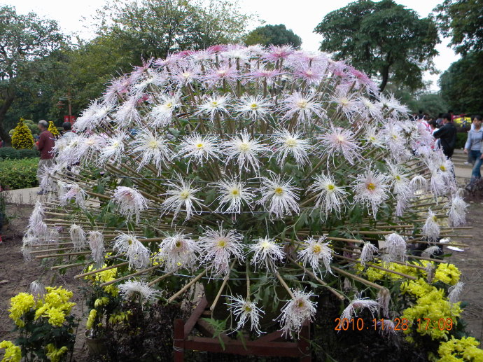 菊花争艳!菊情菊景! 菊花争艳!菊情菊景!