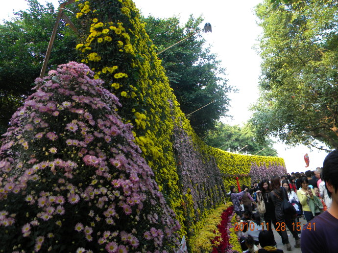 菊花争艳!菊情菊景! 菊花争艳!菊情菊景!