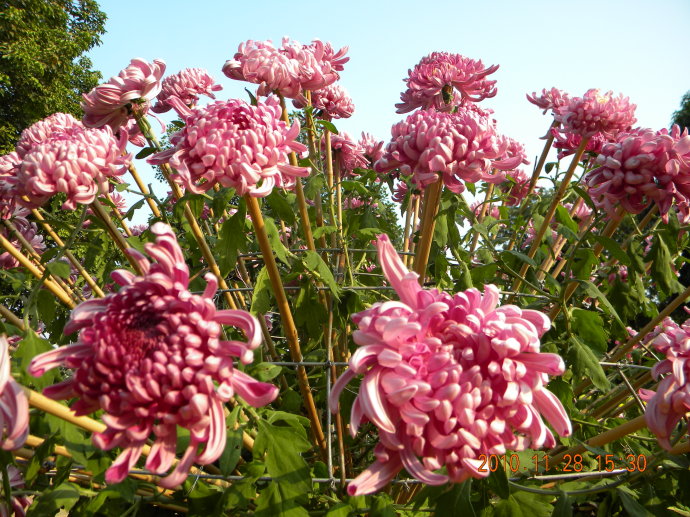 菊花争艳!菊情菊景! 菊花争艳!菊情菊景!
