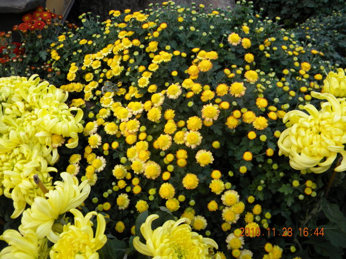 菊花争艳!菊情菊景! 菊花争艳!菊情菊景!