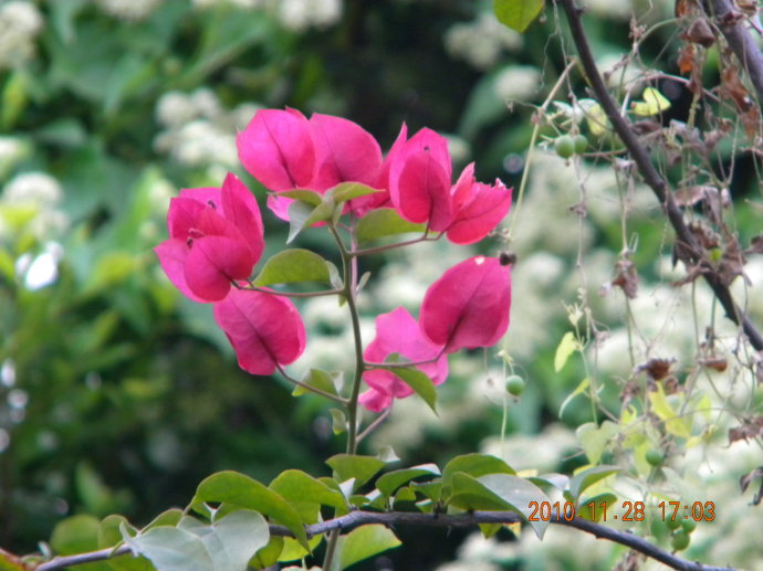 菊花争艳!菊情菊景! 菊花争艳!菊情菊景!