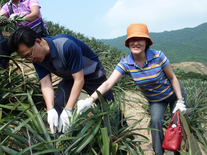 十杰—神湾—菠萝 十杰—神湾—菠萝