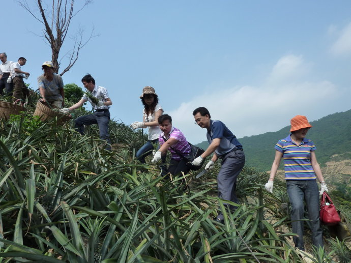 十杰—神湾—菠萝 十杰—神湾—菠萝
