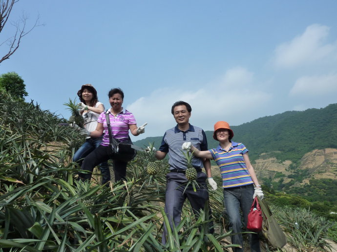 十杰—神湾—菠萝 十杰—神湾—菠萝