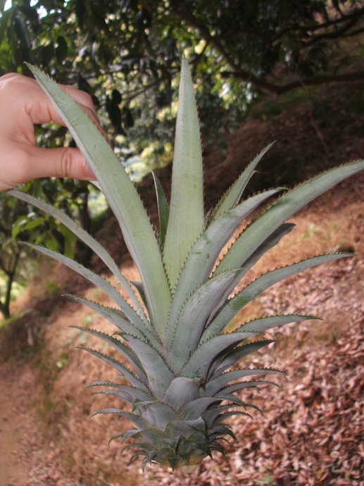 十杰—神湾—菠萝 十杰—神湾—菠萝