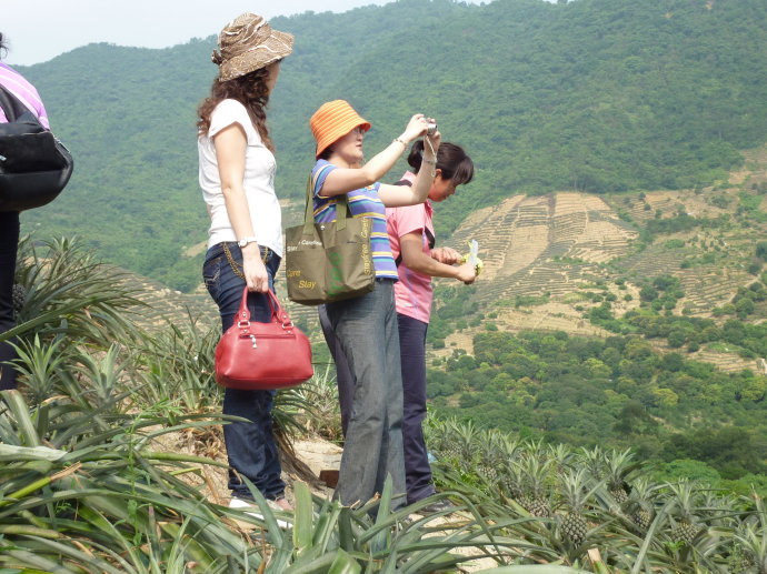 十杰—神湾—菠萝 十杰—神湾—菠萝