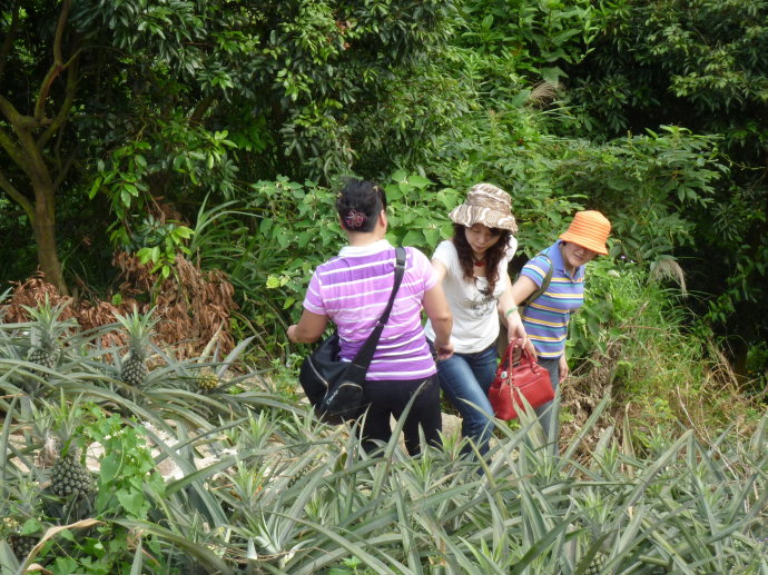十杰—神湾—菠萝 十杰—神湾—菠萝