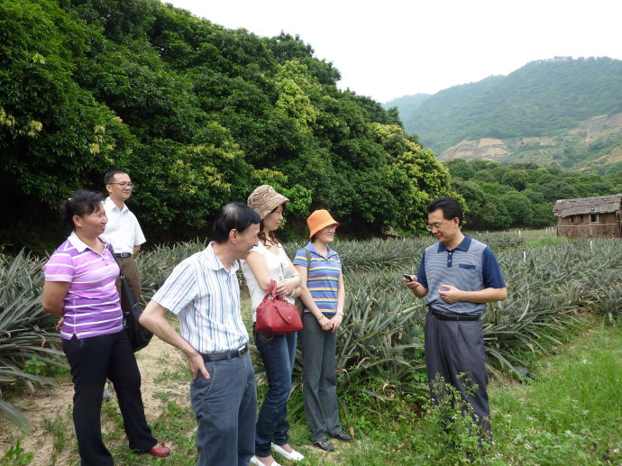 十杰—神湾—菠萝 十杰—神湾—菠萝