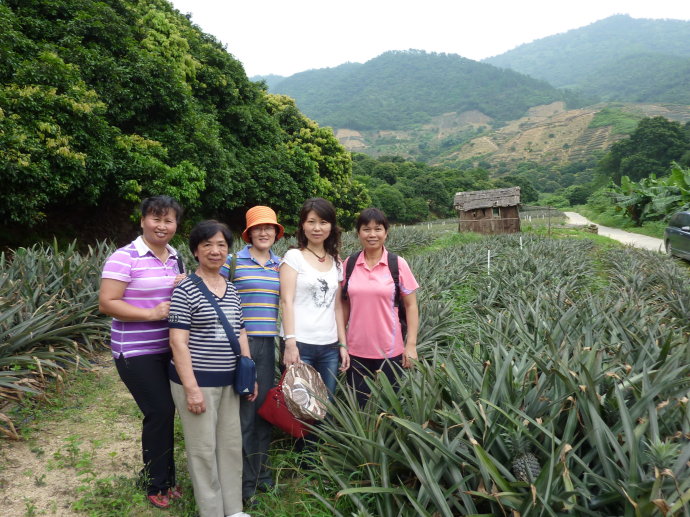 十杰—神湾—菠萝 十杰—神湾—菠萝